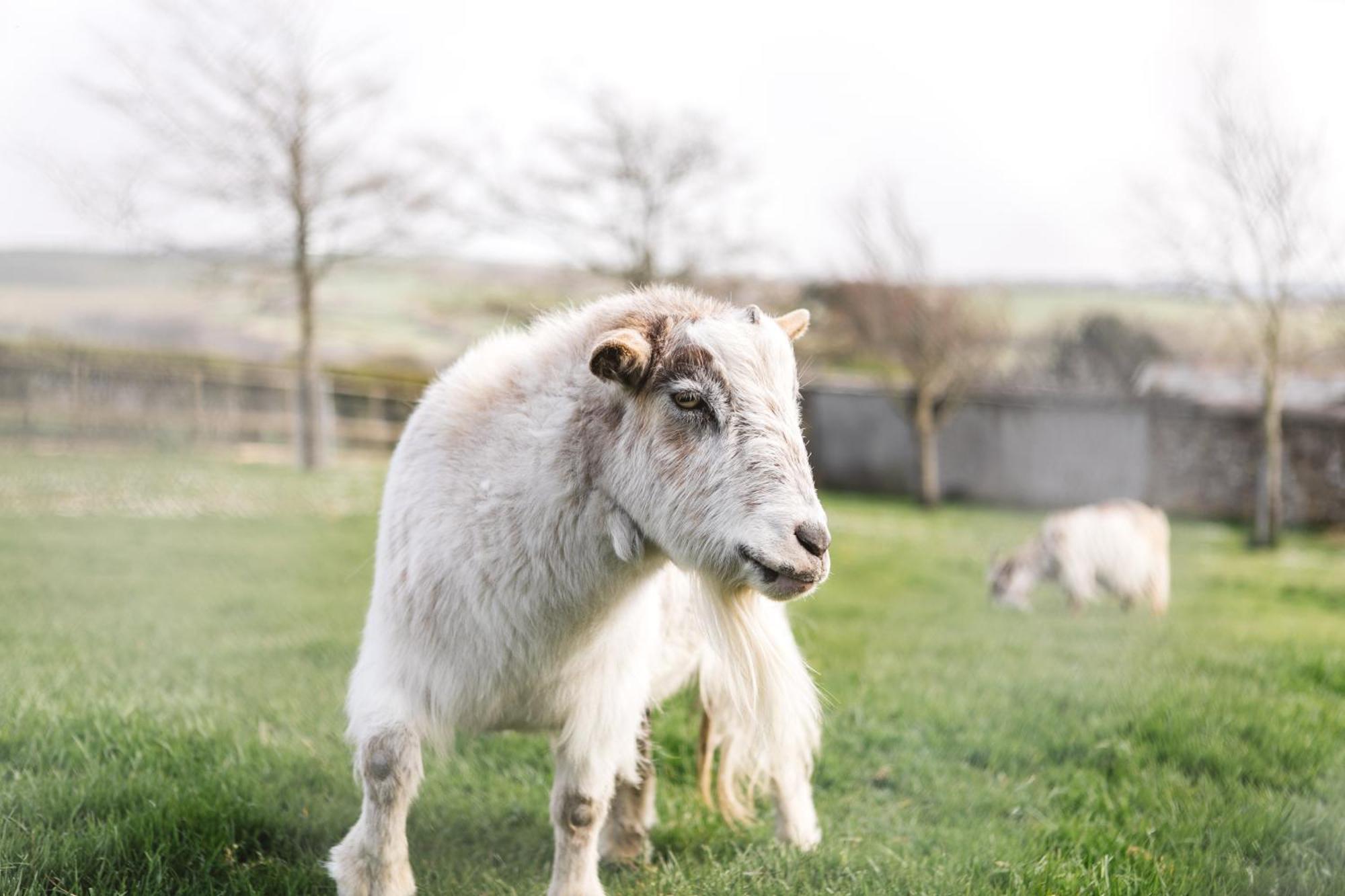 Wooda Farm Holidays Bude Exteriör bild